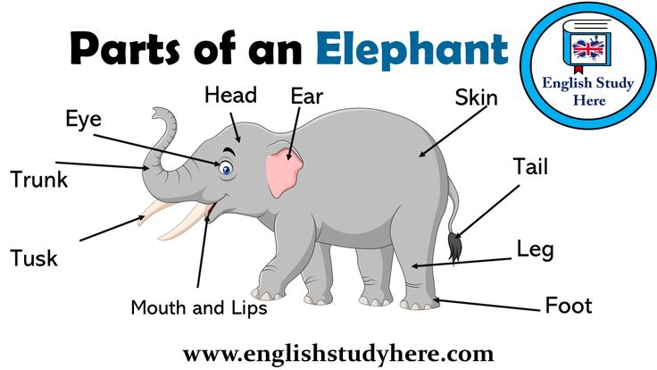 an elephant labeled in parts of its body and the words parts of a elephant on it