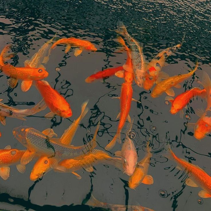 many orange and white fish are swimming in the water