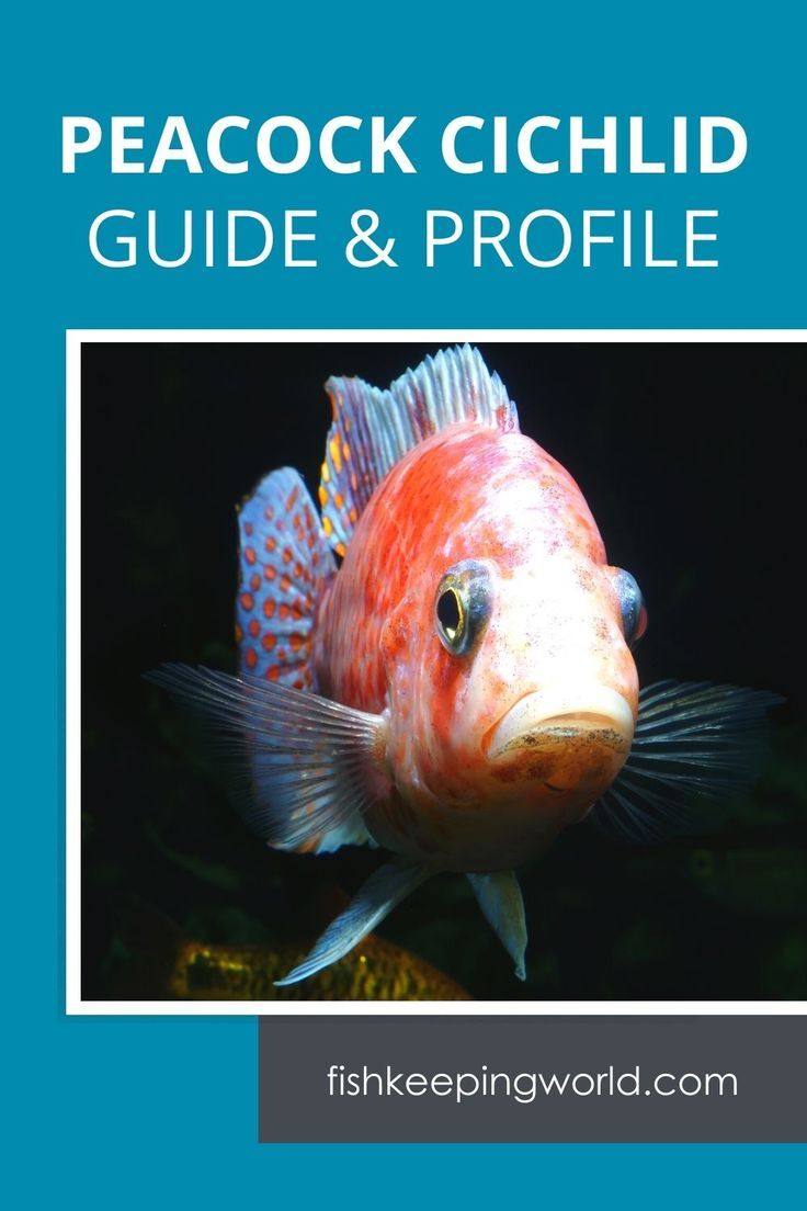 a red fish with the words peacock cichlidd guide and profile on it