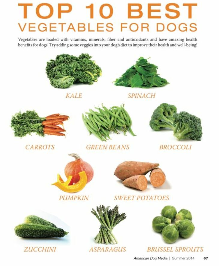 the american dog top 10 best veggies for dogs is shown in this book