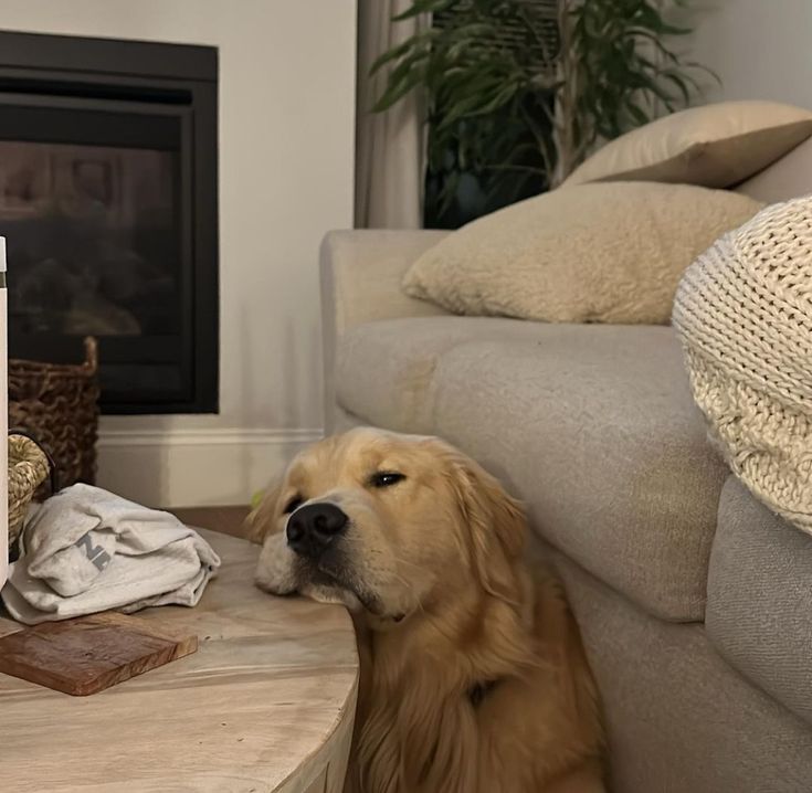 a dog laying on the floor next to a coffee table with a can of tea