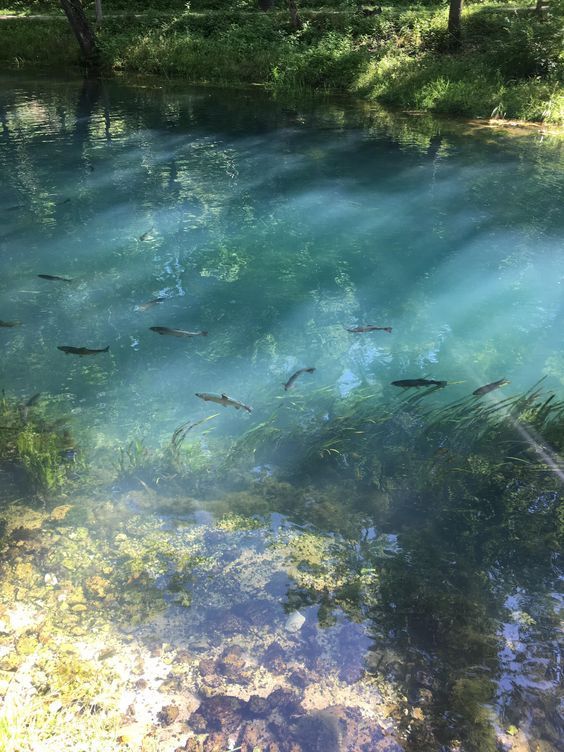 several fish swimming in the water near some trees and grass on the bank, with sunlight streaming through