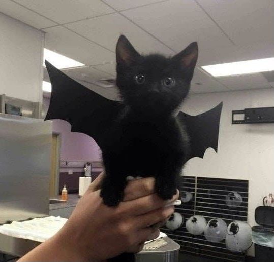 a person holding a small black kitten in an office cubicle with bats on the ceiling