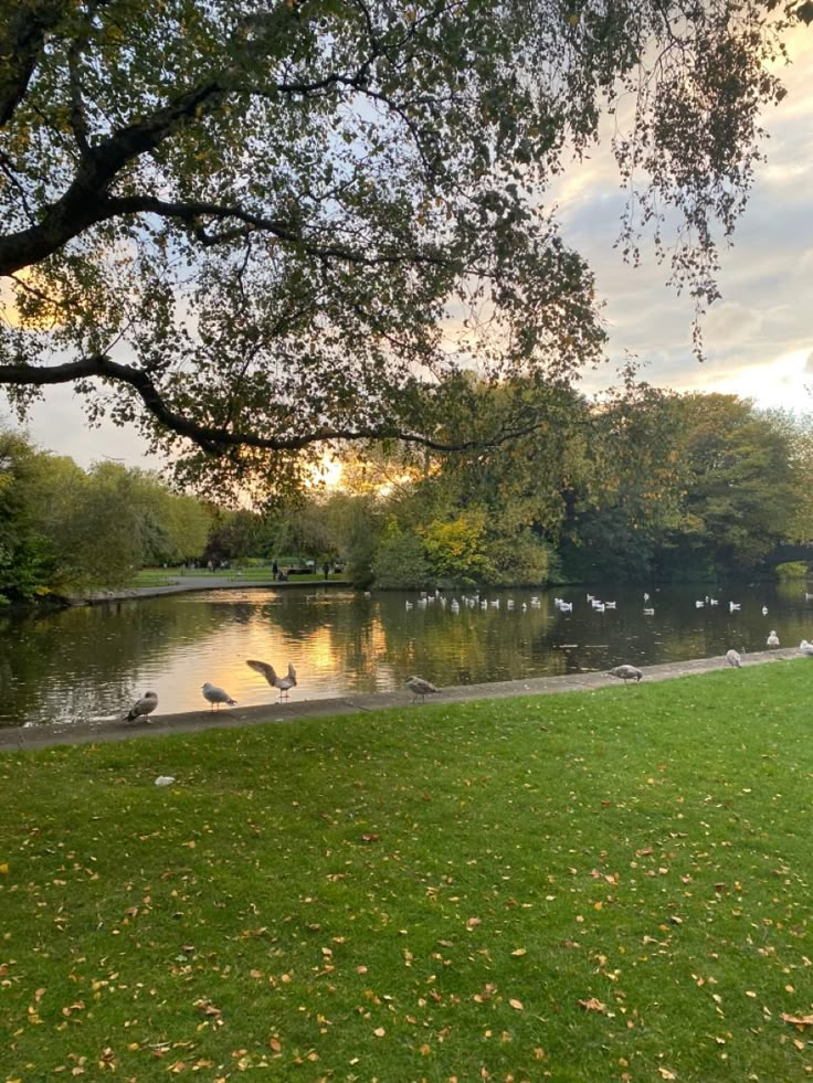 birds are sitting on the grass by the water and in the distance is a park