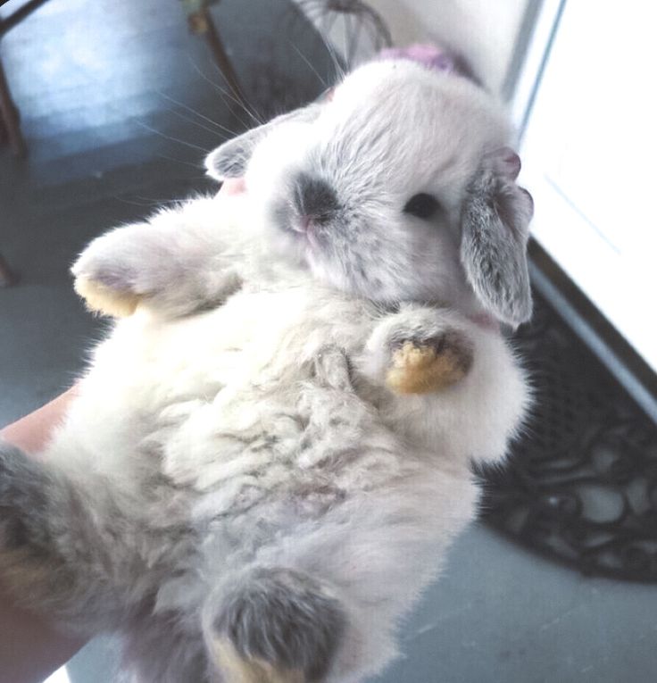 a person holding a small white rabbit in their hand and it's paw up to the camera