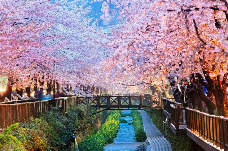 the walkway is lined with cherry blossom trees