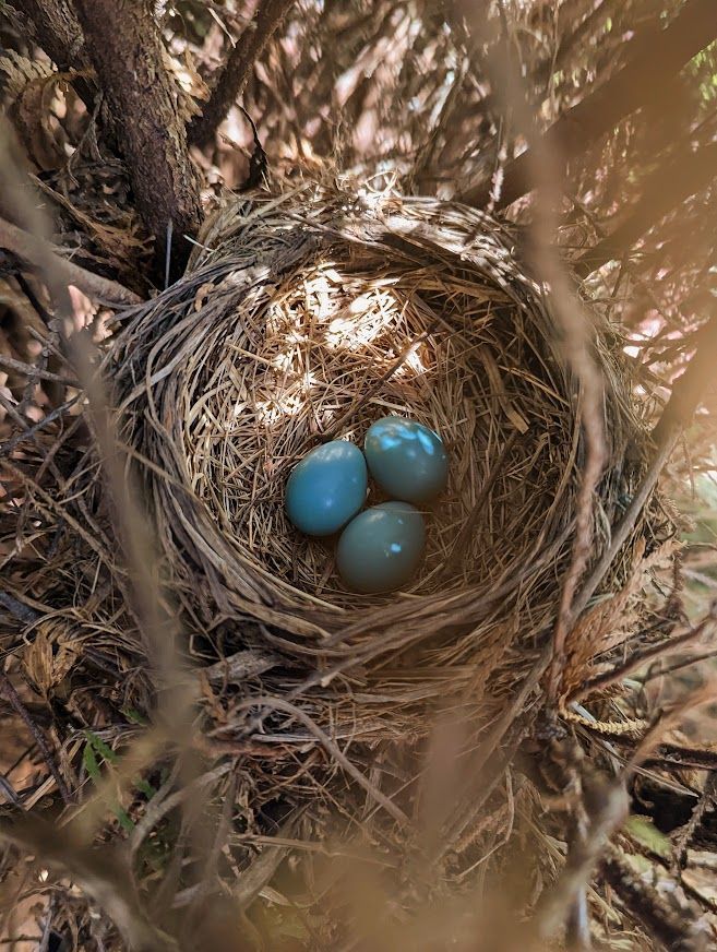 three blue eggs sitting in the nest of a tree