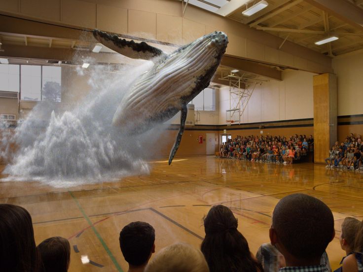 a humpback whale is jumping out of the water in front of an audience