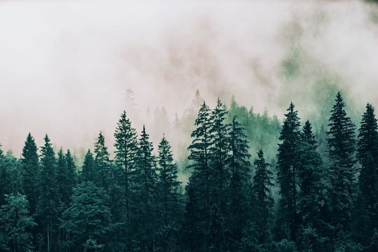 the forest is full of tall trees and fog