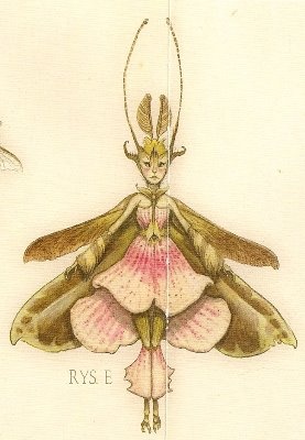 a drawing of a moth with pink and green wings on it's back side