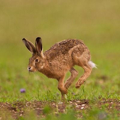 a small rabbit running through the grass with it's front legs in the air