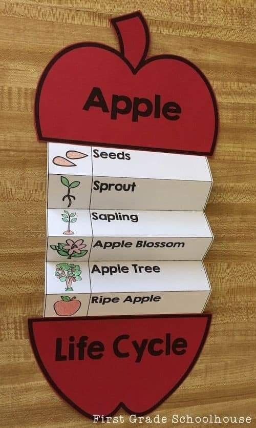 the life cycle of an apple is shown in this classroom bulletin board with words and pictures on it