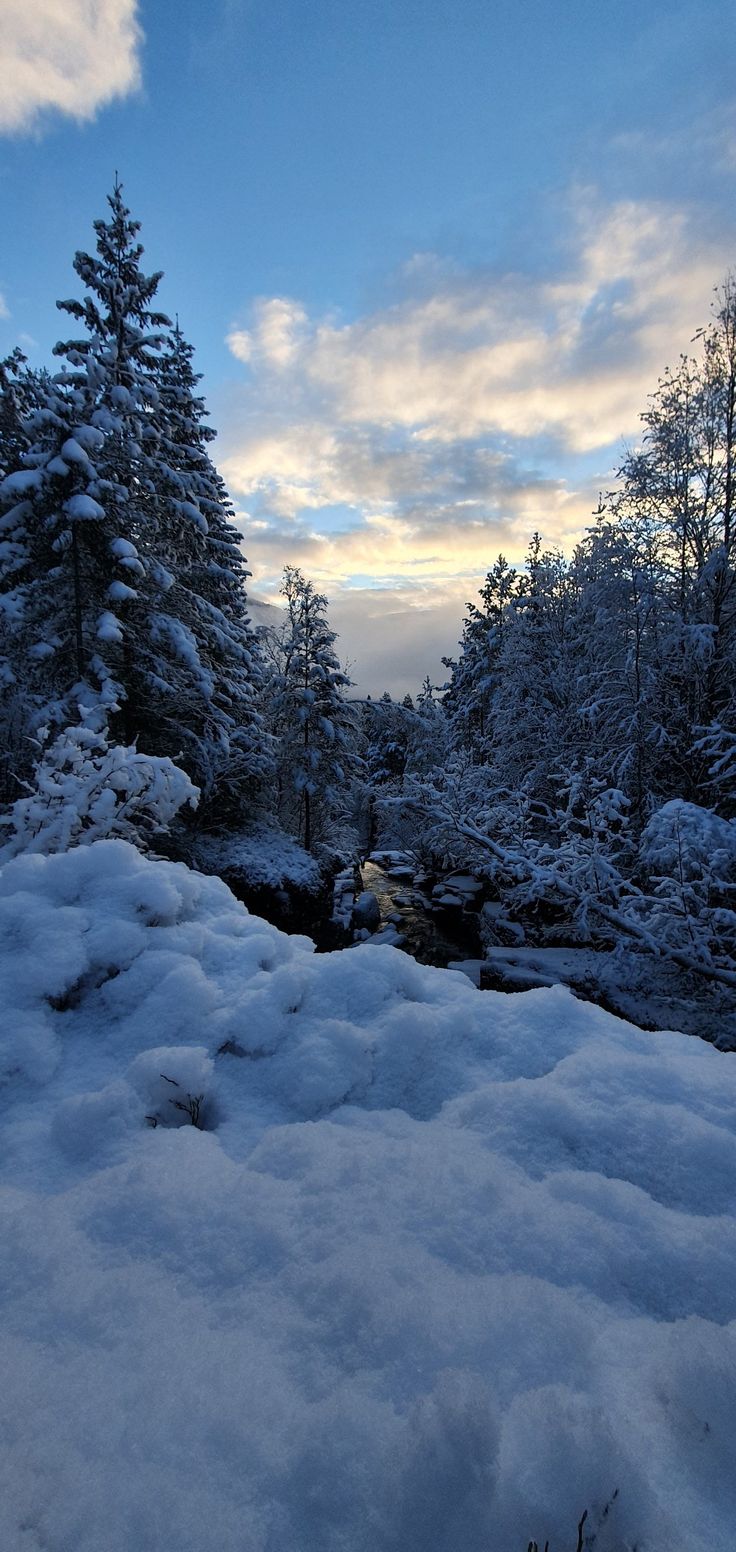 snow covered ground with trees in the background