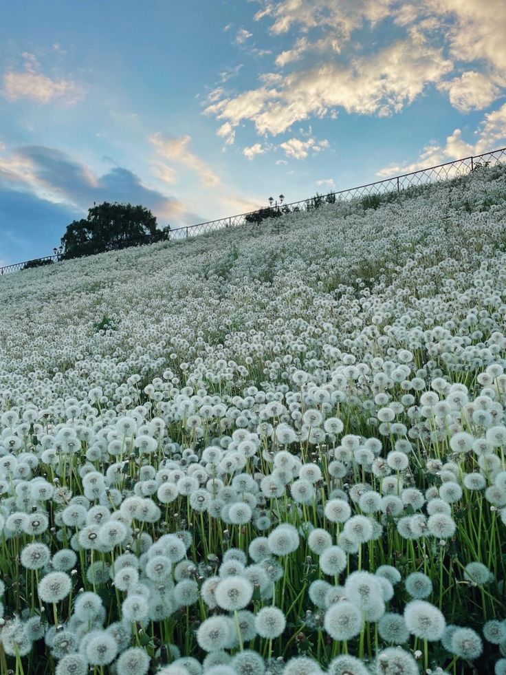 a field full of white dandelions under a blue sky with clouds in the background