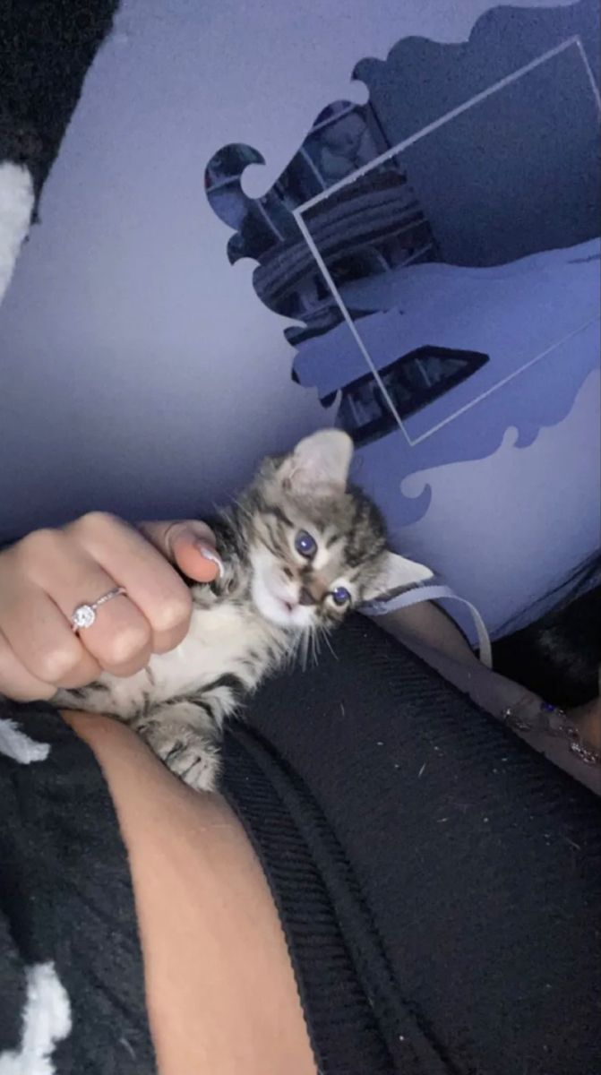 a person holding a small kitten in their lap and touching the cat's paw