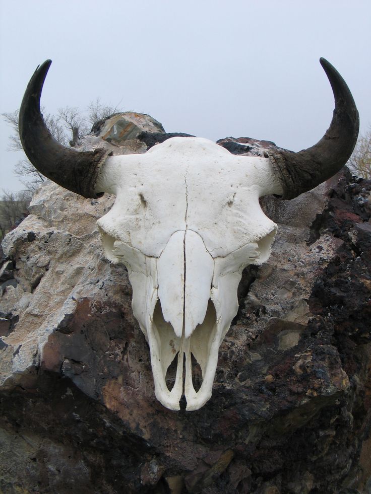 an animal skull with large horns is on top of a pile of rocks and dirt