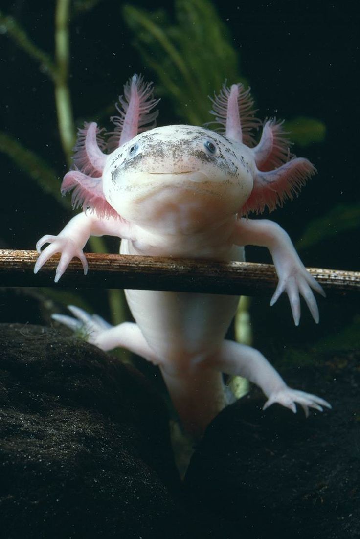 a white and pink gecko sitting on top of a wooden stick