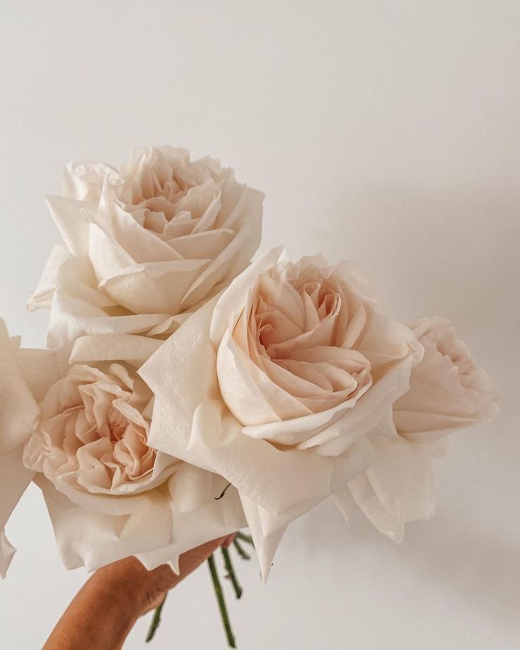 a person holding three white roses in their hand