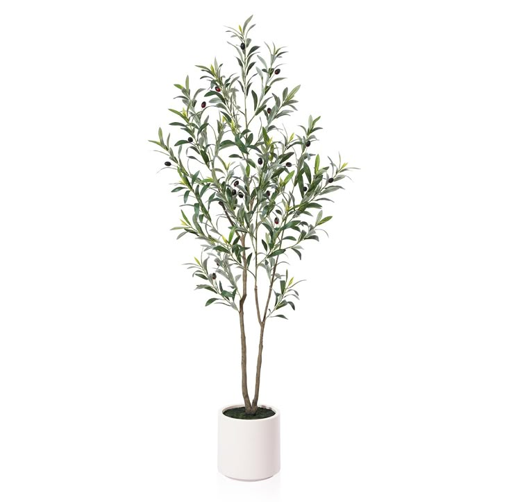 Olive Tree Indoor, Artificial Indoor Trees, Artificial Olive Tree, Olive Plant, Dracaena Plant, Mediterranean Living, Faux Olive Tree, Silk Tree, White Planters