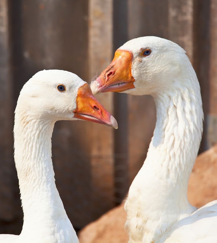 two white geese standing next to each other