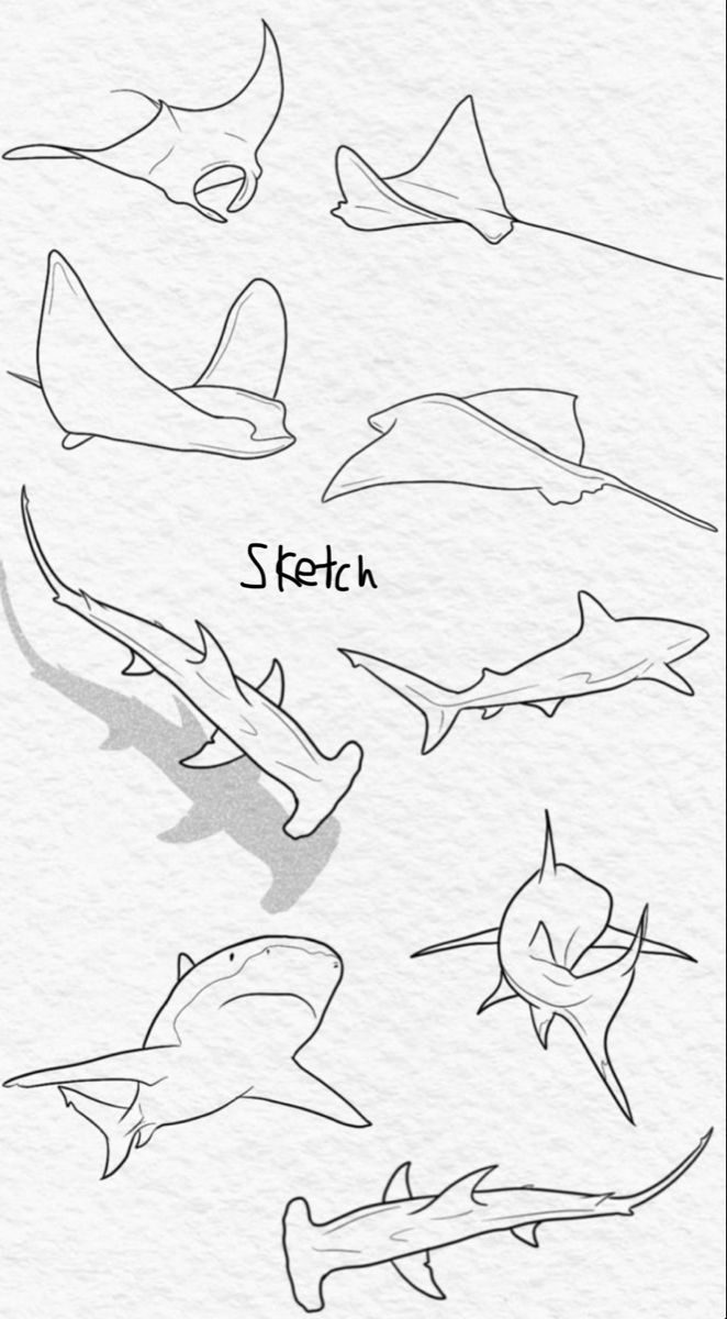 several different types of sharks drawn in pencil on paper with the words sketch below them