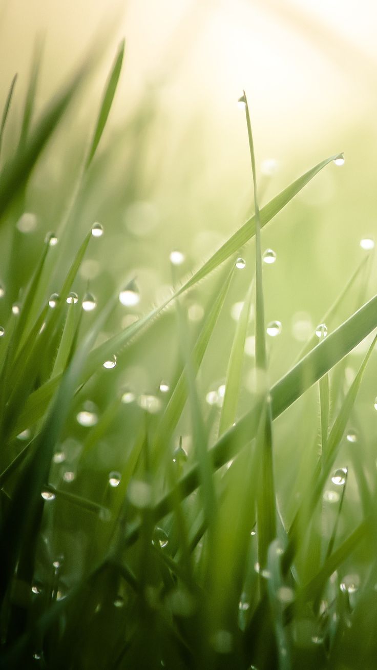 the grass is covered with water droplets