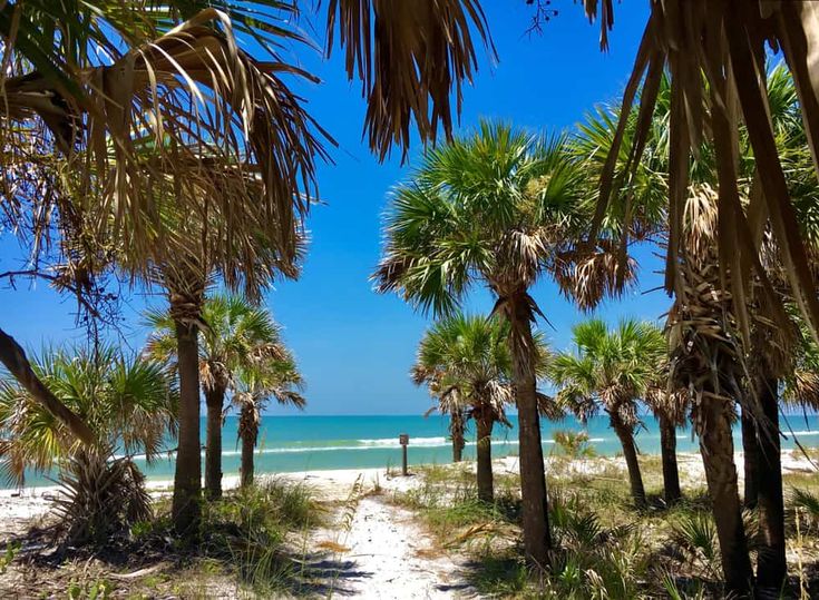 palm trees line the beach as a man walks on the path to the water's edge