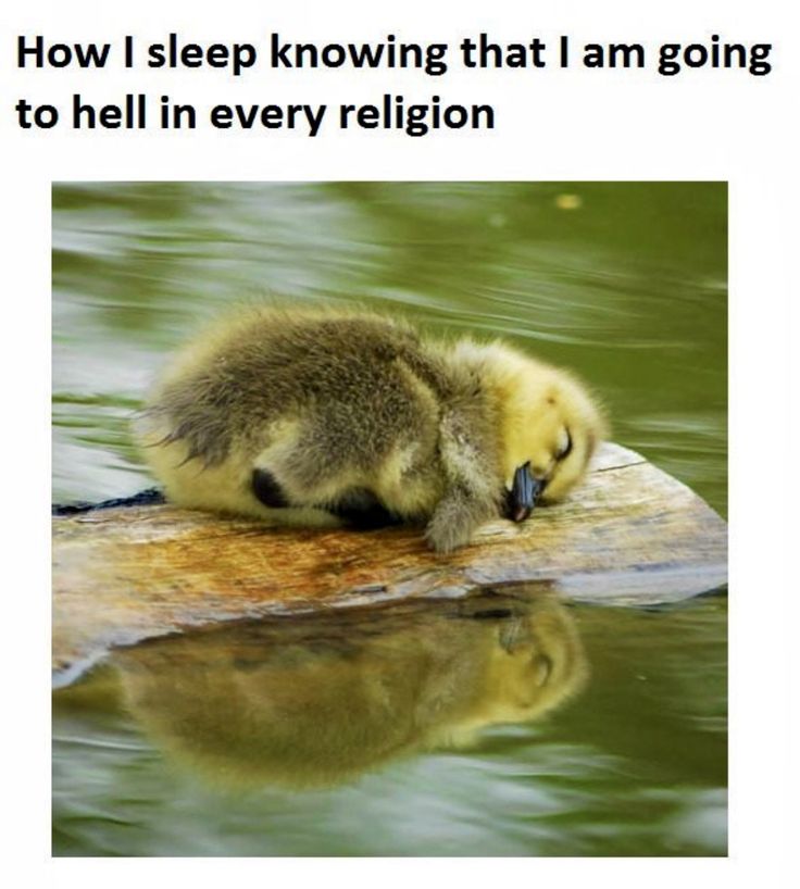 a duck that is laying down on a rock in the water with its head resting on it's side