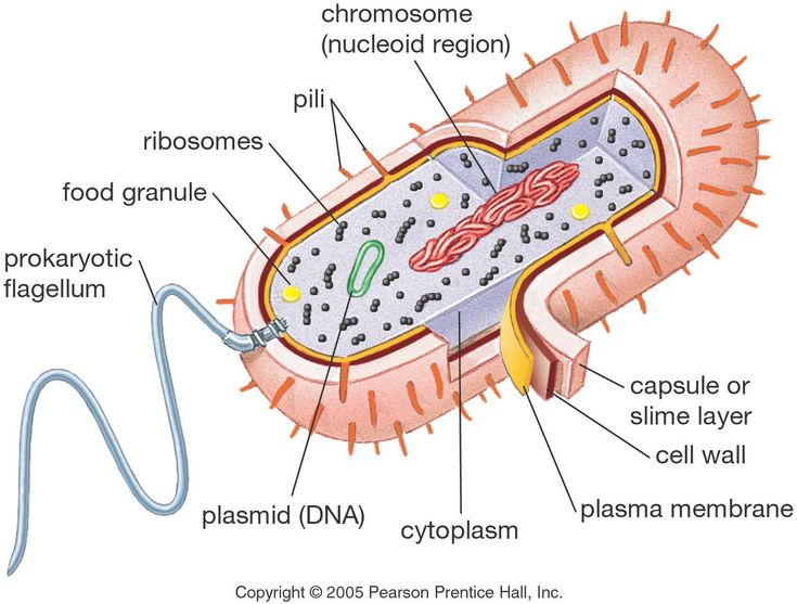 the structure of an animal cell