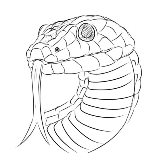 a drawing of a snake's head