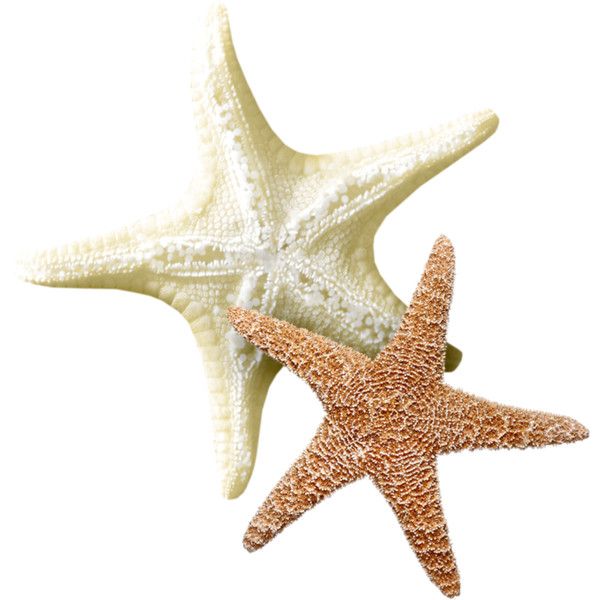 two starfishs are standing next to each other