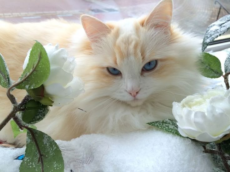 a white cat with blue eyes sitting in the snow next to some flowers and leaves