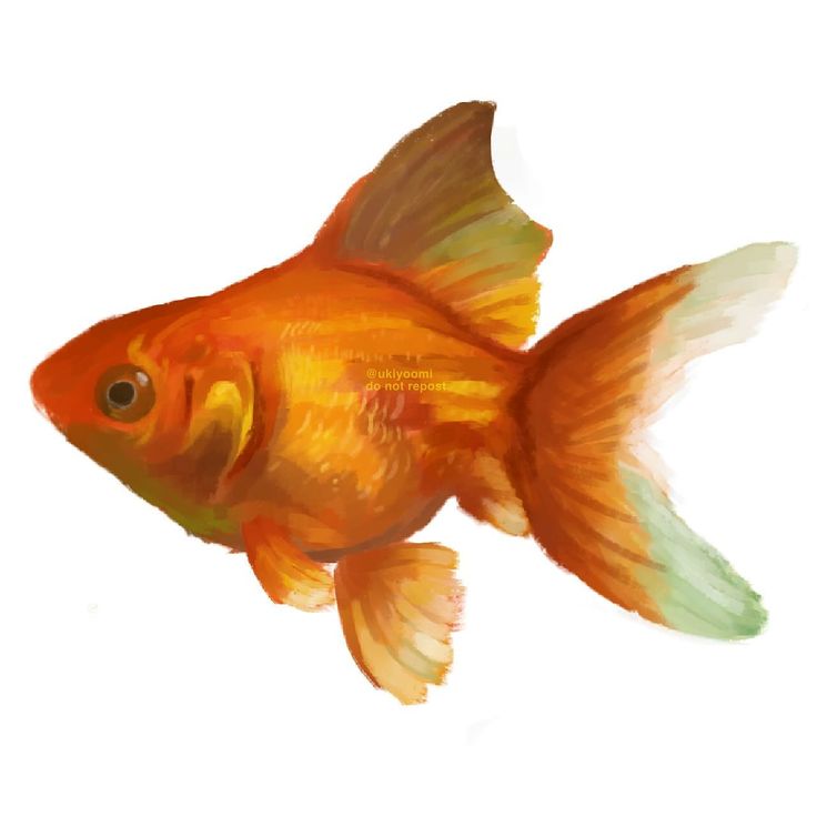 an orange goldfish on a white background