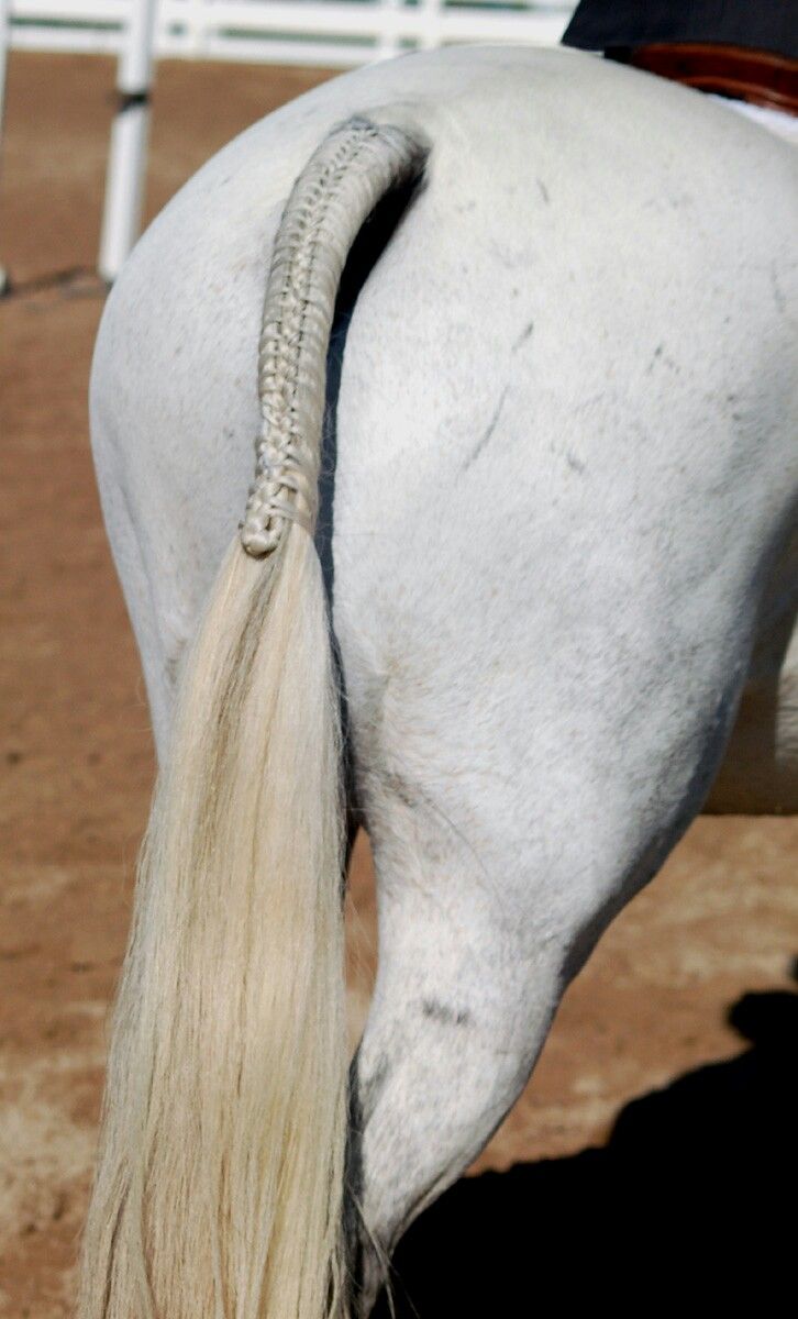 the back end of a white horse's head as it stands in an arena