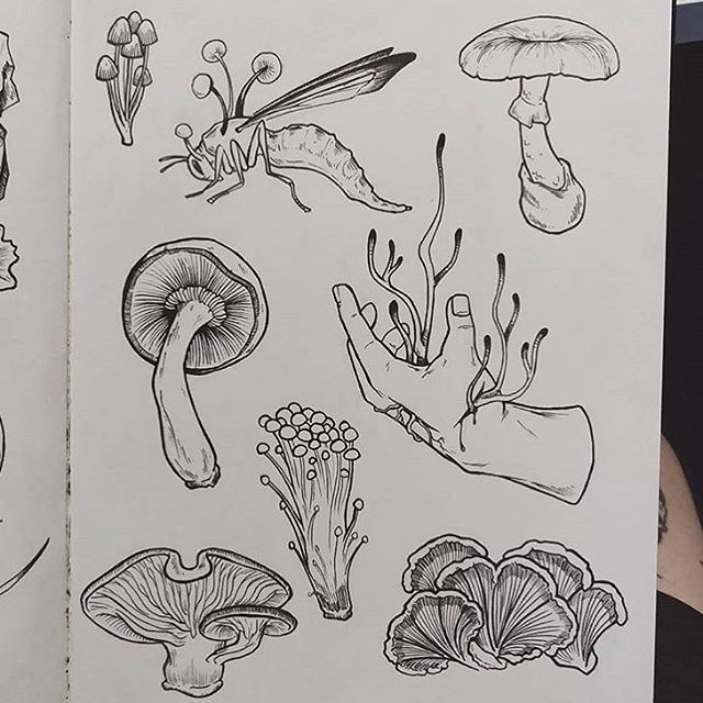 an open book with drawings of different types of mushrooms