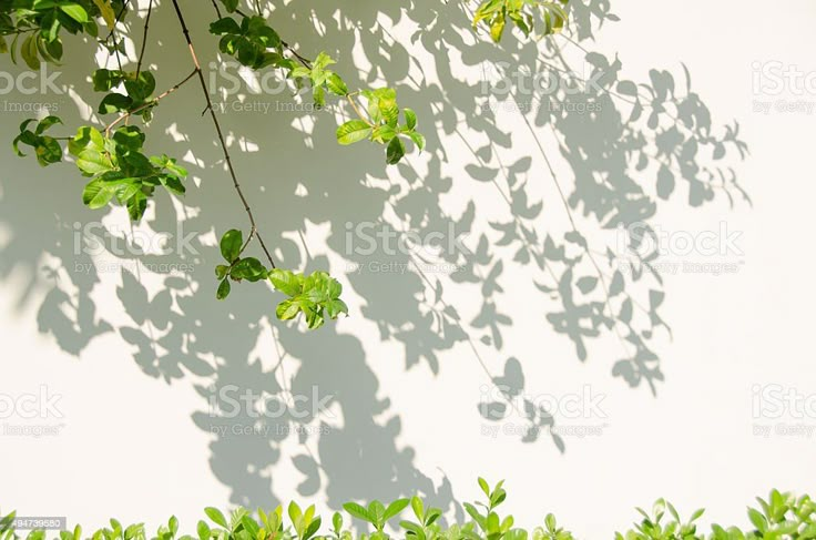 the shadow of a tree on a wall is cast by leaves and branches with green foliage