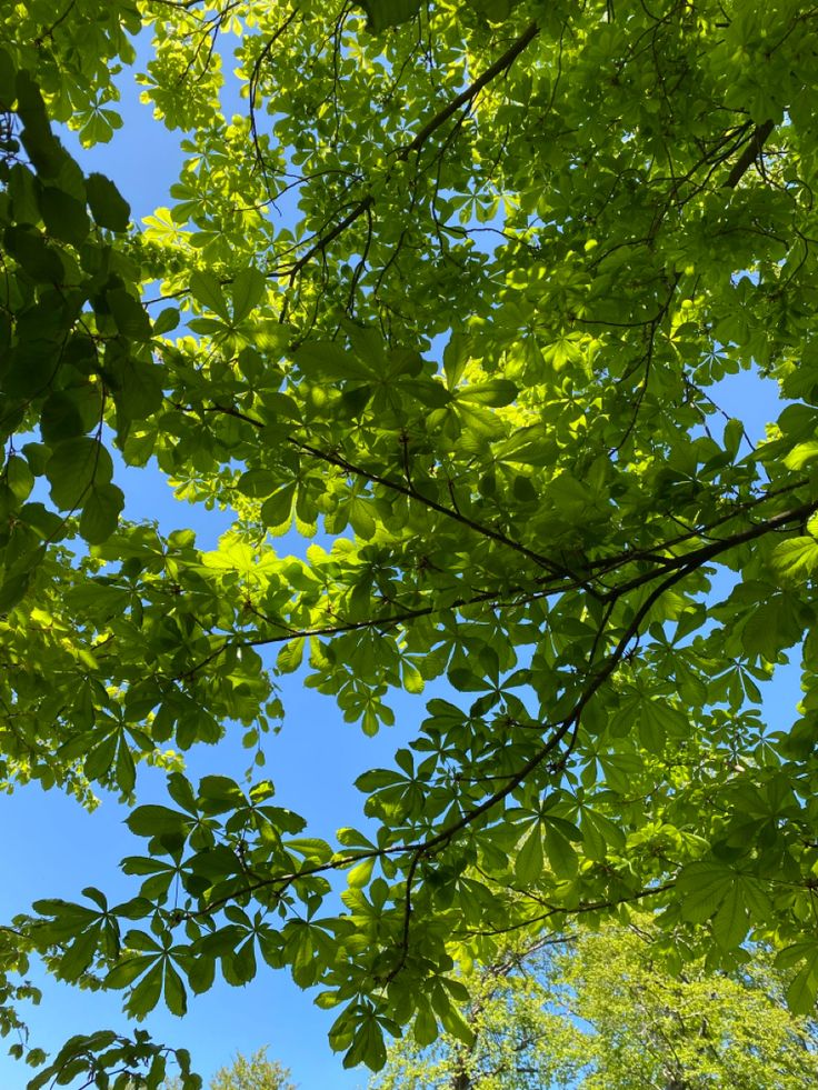 green leaves and blue sky in the background