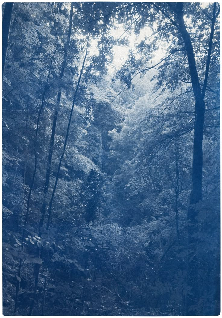 a forest filled with lots of trees covered in blue hazed sky over the tops