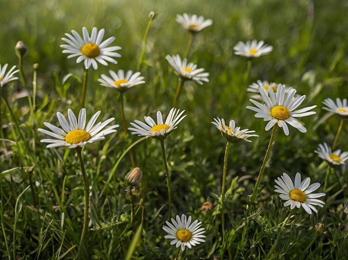 many white daisies are growing in the grass