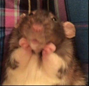 a hamster is sitting on its hind legs and it's face up to the camera