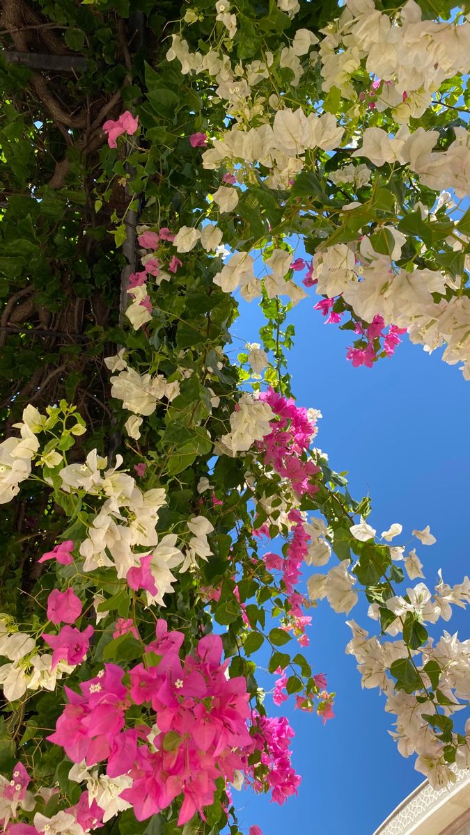 pink and white flowers hanging from the side of a tree with blue sky in background