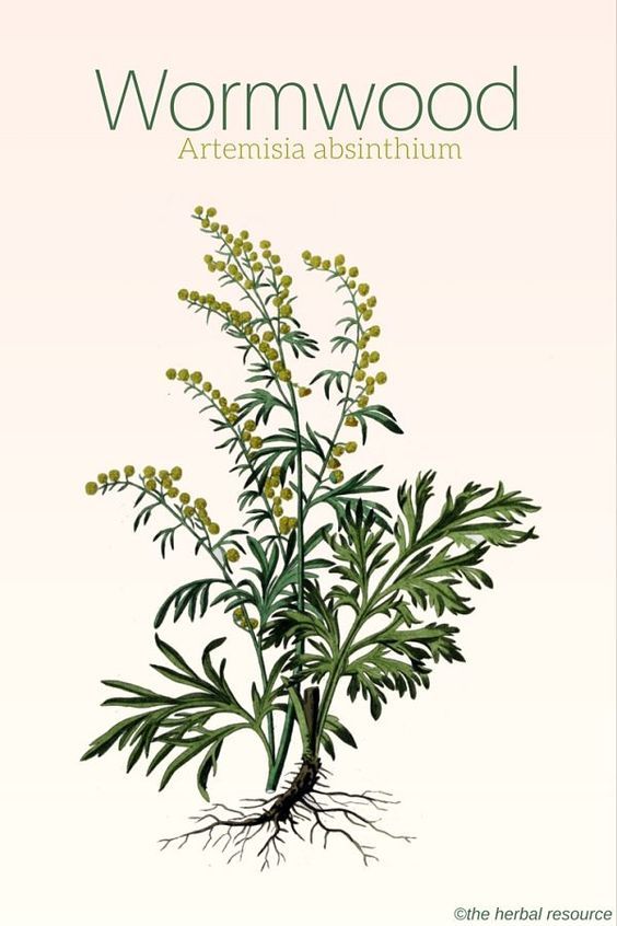 an image of a plant with the words wormwood on it