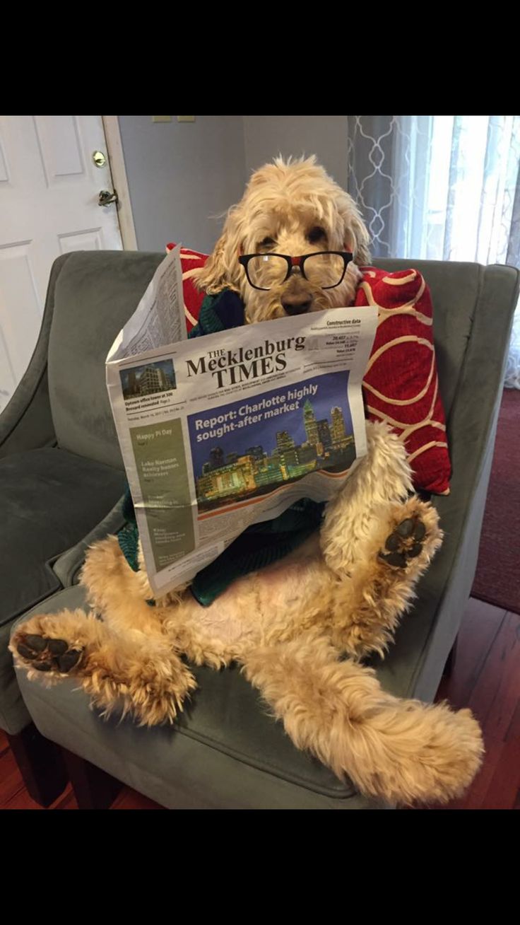 a dog sitting in a chair with a newspaper on it's lap and wearing glasses