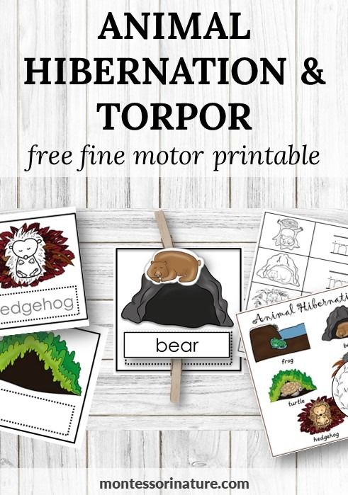 an animal, hibernation and torpor printables for kids to practice their fine motor skills