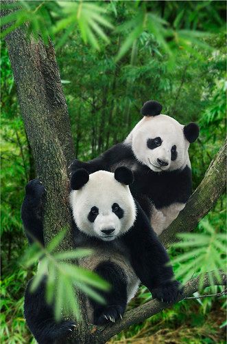 two panda bears sitting in a tree together