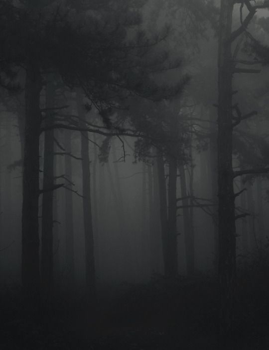 fog in the forest with trees and grass