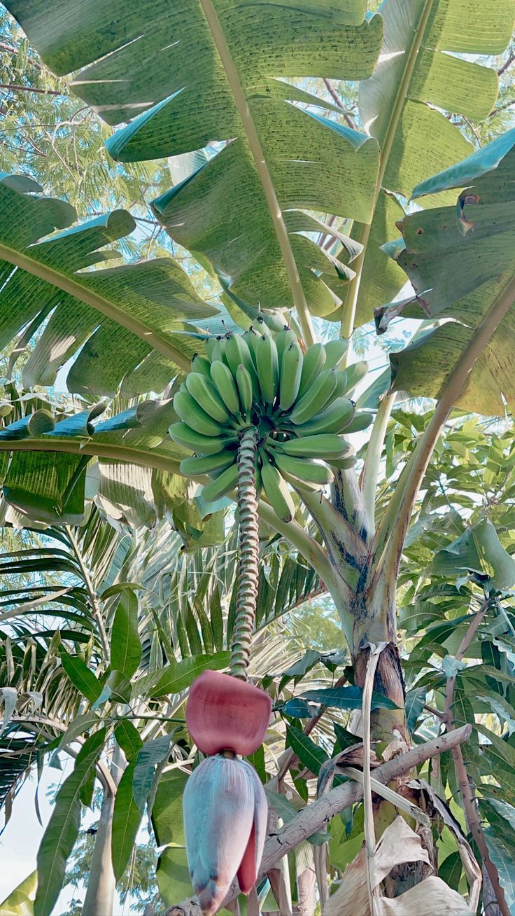 a bunch of green bananas hanging from a tree in a forest with lots of leaves