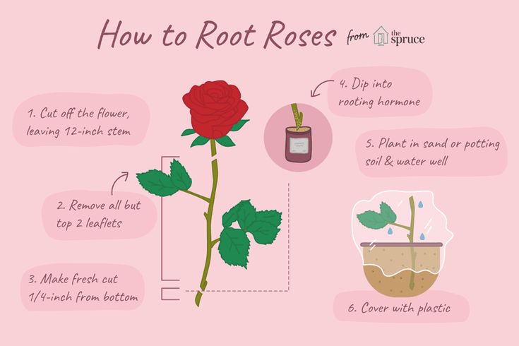 how to root roses from the ground up with instructions on how to grow them in pots