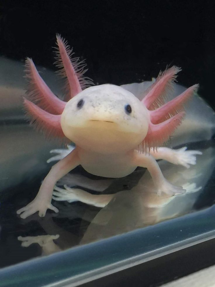 a white and pink gecko in a glass case