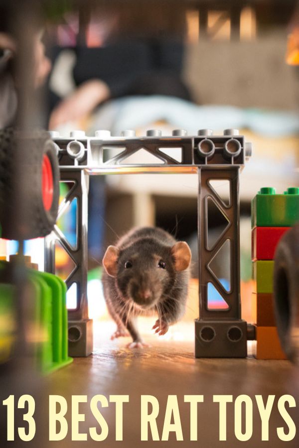 a rat toy in the middle of a play area with blocks and toys around it